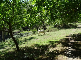 Torrente Vacco